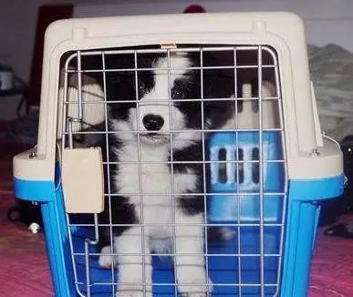 元旦帶狗狗旅行指南 如何辦理寵物托運及利用互聯(lián)網數(shù)據服務