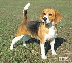 白廣路長期提供養(yǎng)老服務、托管終身寄養(yǎng)與寵物接送 北京寵物服務與互聯(lián)網數(shù)據服務的融合新篇章