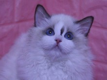 北京布偶貓繁育與互聯(lián)網數(shù)據服務 現(xiàn)代寵物業(yè)的雙向融合